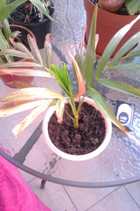 IMAG0060.jpg