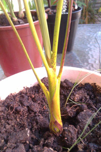 IMAG0061.jpg