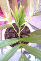 IMAG0062.jpg