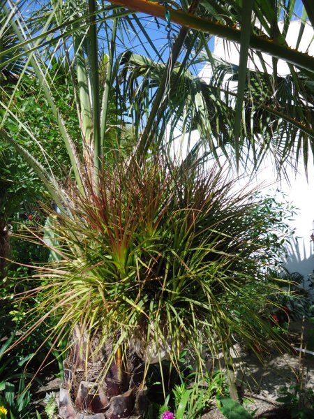 DSC00733 Tillandsias dans une noix ce coco.jpg
