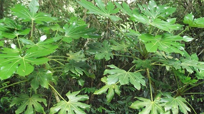 DSCF0629.JPG