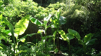 La récolte est compromise