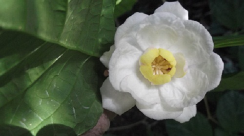 Sinocalycanthus
