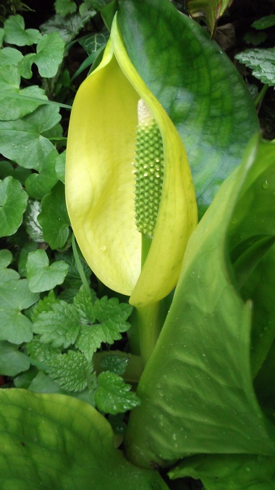 Lysichiton