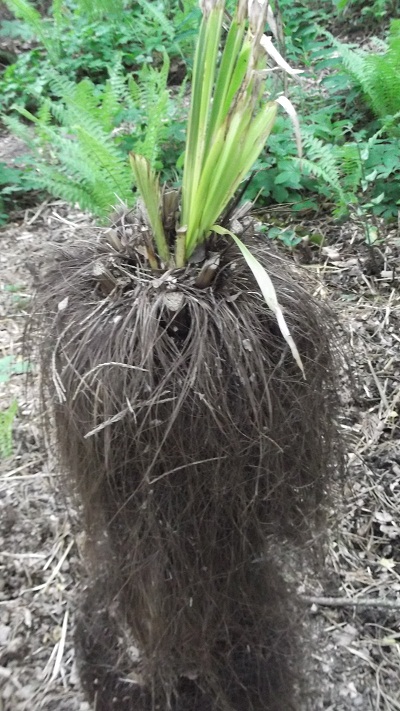 Lente renaissance de mes trachys sous canopée après les -2O