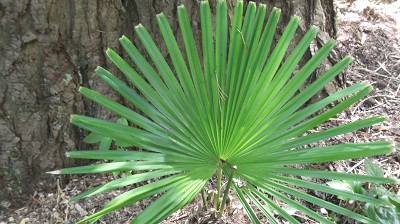 Celui la ressemble à un licualia