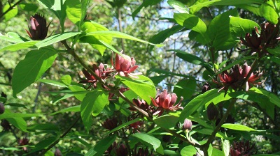 Arbre Pompadour