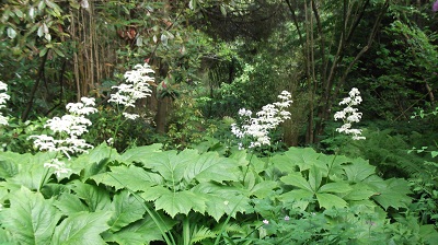 RODGERSIA PODOPHYLLA<br />Aquatique en terrain sec