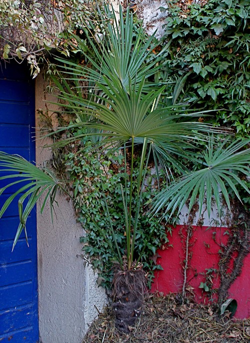 Mon seul trachy rustique.Cette année il semble s'emballer et a déjà fait trois nouvelles feuilles.Un effet du grand froid?