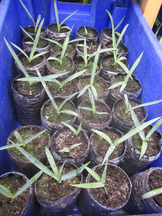 Les brévifolia que plus rien n’arrêtent, presque 100% de germination j'ai fini par jeter le bac ça n’arrêtait pas   .