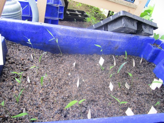 En prime quelques bambou fargesia et justement des brévifolia qui germent encore ,j'avai rajoué quelques cm de terreau que j'avais jeté (germination brevifolia) pour recouvrir les graines de bambou.