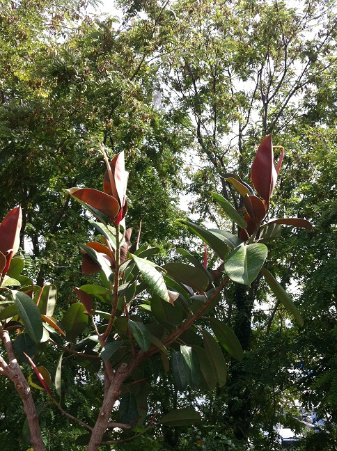 Ficus.jpg