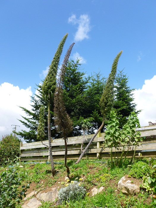 echium.JPG