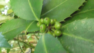Ilex castaneifolia a enfin décidé de se reproduire!