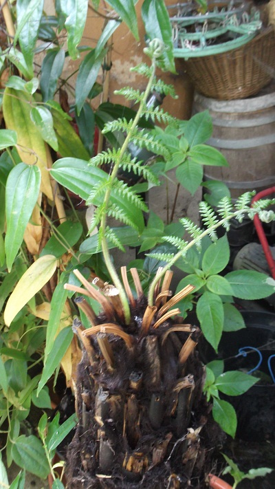 Ma cyathea qui a enduré -10en pot cet hiver et que je croyais morte.Je l'avais remisée sous un appentis au cas où...