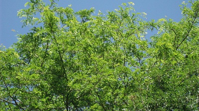 Gleditsia