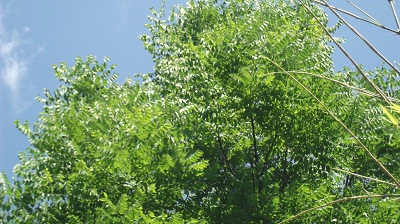 Gymnocladus:le plus luxuriant
