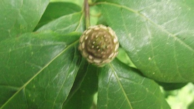 Le fruit de la &quot;tentation&quot;:l'arbre Pompadour