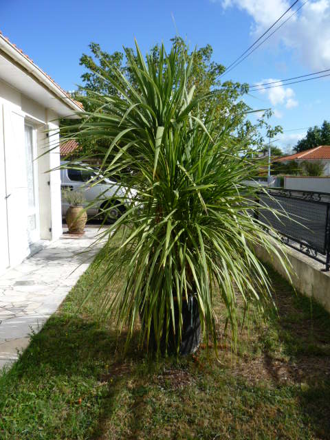 Pot N°2