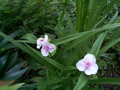 trtadescantias vivaces