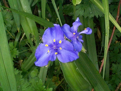 Autre tradescantia