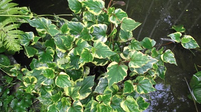 Pieds dens l'eau:Houttuynia