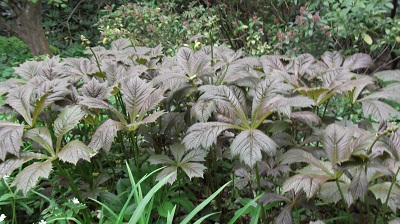 Rodgersia podophylla en Avril