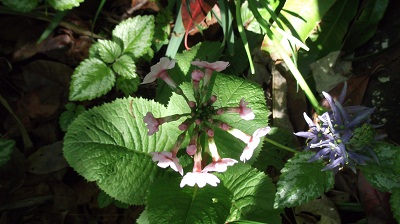 Primula japonica et camassia&quot;quamash&quot;