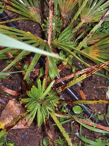 chamaerops juin 2012.JPG