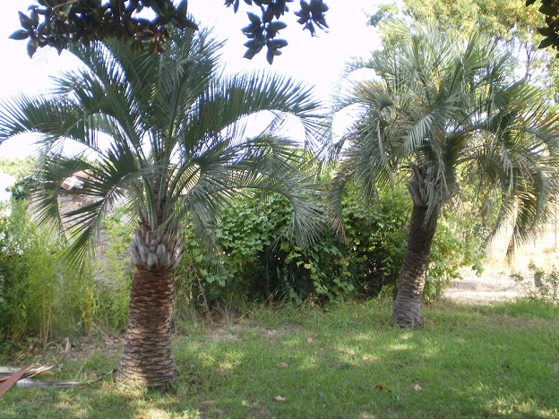 b capitata et b paraguayensis.JPG