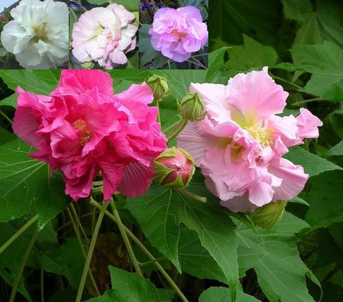 HIBISCUS MUTABILIS DOUBLE