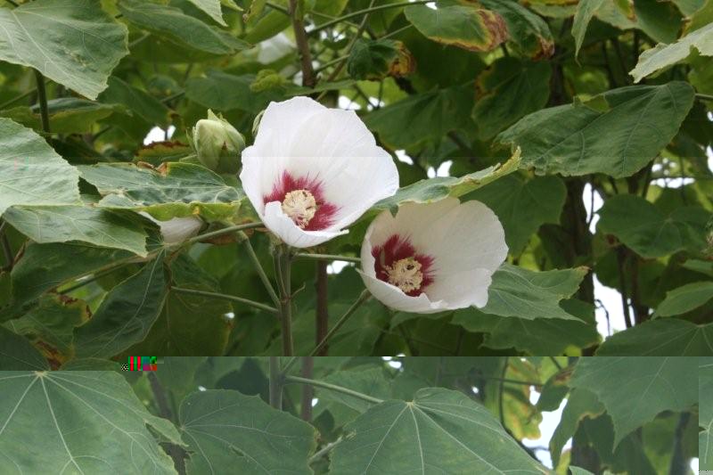 HIBISCUS SINO-SYRIACUS,dans le jardin de Joël