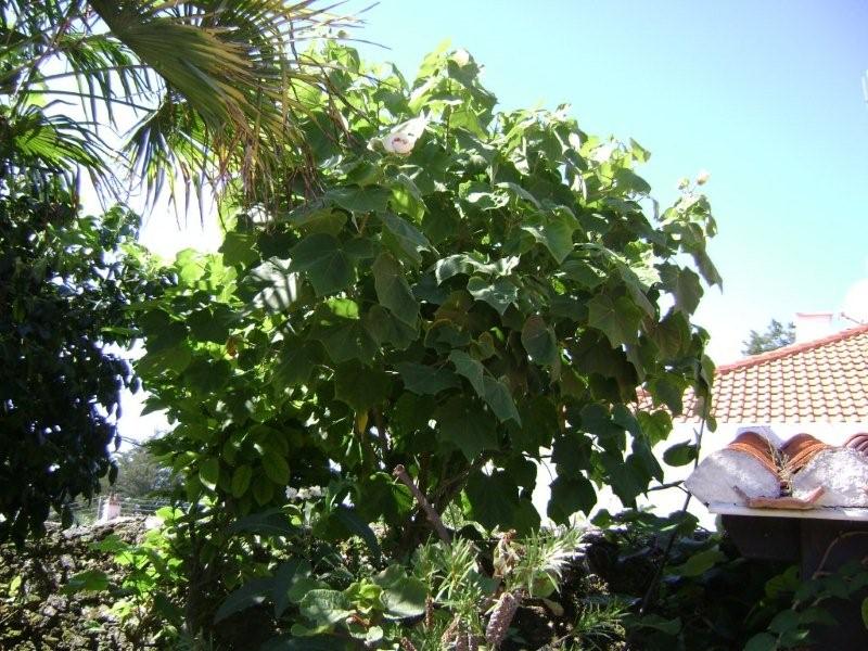 Départs de branches sur Hibiscus sino-syriacus