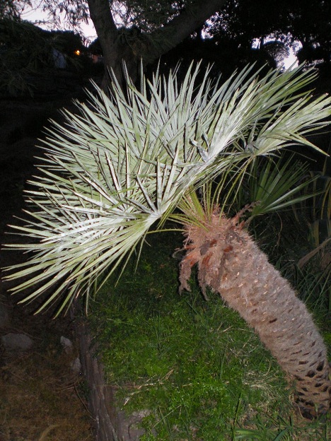 c humilis cerifera.jpg