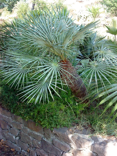 chamaerops humilis cerifera.jpg