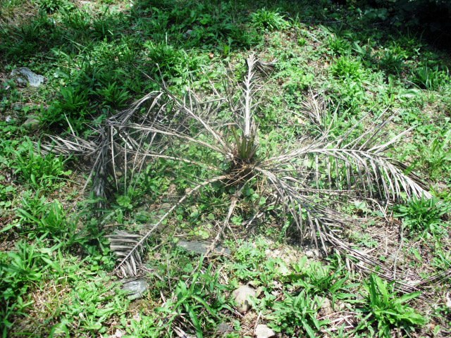 HPIM0874.JPG