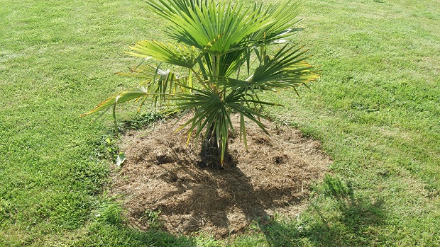 Le premier arbre que j'ai planté sur mon terrain