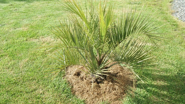 Butia planté de ce printemps j'espère qu'il se plaira et mon porte monnaie aussi...