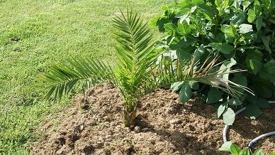Phoenix planté il y'a un an, je l'ai protégé avant la vague de froid mais et il repart bien, pourvu que ça dure!