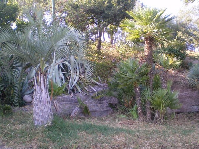 butia yatay c humilis.JPG