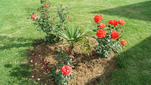 et un Chamaerops excelsa