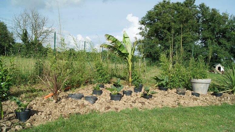 Les pots noir... c'est pas très jolie mais j'ai fait des boutures d'arum l'année dernière je les ai mis en pleine terre, et rajouter les pots troués pour les protéger. La Cordyline pourpre a pri un sérieux coup de froid cet hiver, mais elle est bien repartie. Elle est exposée plein sud et ma haie de laurier palme située juste derrière ne demande qu'à pousser