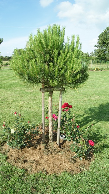 Un des 2 pins parasol