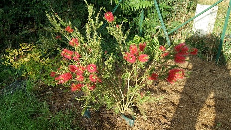 Le Calistemon en fleurs depuis quelques jours, mais il voudrait plus de soleil!