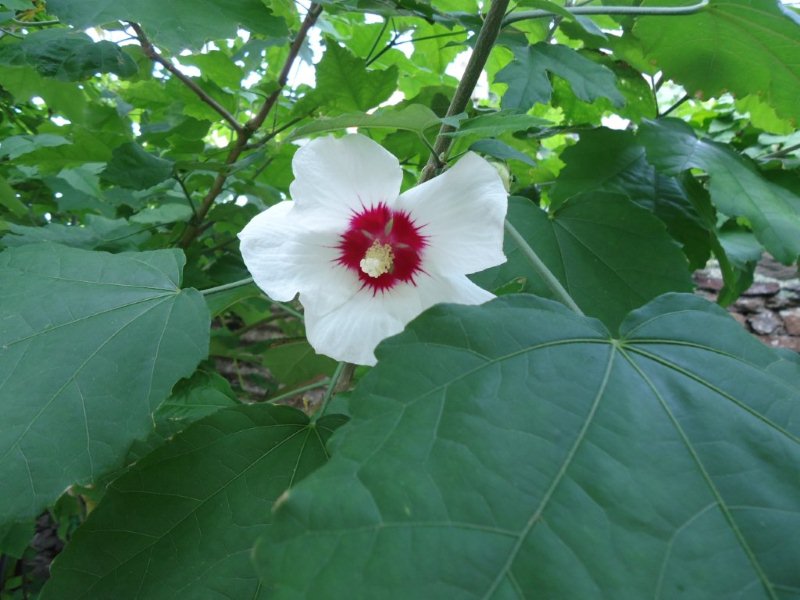 DSC00778 Hibiscus sinosyriacus spontané.jpg
