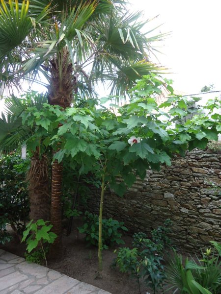 DSC00779 Hibiscus sinosyriacus spontané.jpg