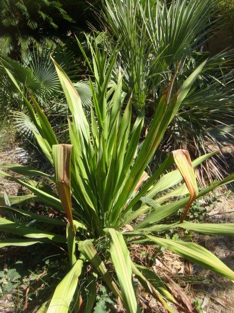 doryanthes palmeri
