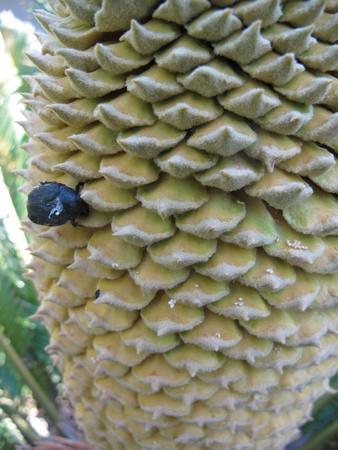 Cycas mâle, pollen mûr.jpg