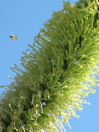 Abeille sur fleur d'Agave v-r.jpg