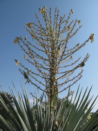 Y.rostrata, plus de 15 fruits, 2012.jpg